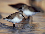 Western Sandpiper, Florida, USA Lámina fotográfica por Olaf Broders Western Sandpiper, Florida, USA Lámina fotográfica por Olaf Broders