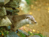 Otter, Adult Lámina fotográfica por David Boag Otter, Adult Lámina fotográfica por David Boag
