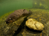 Longfin Eels, New Zealand Photographie par Tobias Bernhard