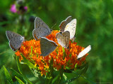 Grey Copper Butterflies, Feeding, Minnesota Photographie par David Boag