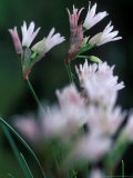 Allium "Mairei" Close-up of Pink/White Flowers of Rock Plant Photographie par Steven Knights