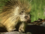 Porcupine, Montana Photographie par Bob Bennett