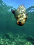Tobias Bernhard - Californian Sea Lion, Sea of Cortez, Mexico Fotografická reprodukce