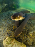 Longfin Eels, New Zealand Photographie par Tobias Bernhard