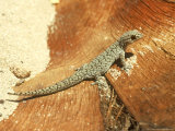 Spotted Dtella, Coral Bay, West Australia Fotografisk trykk av Andrew Bee
