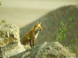Red Fox, Profile Near Earth, Sparsely Vegetated, Colorado Fotografisk trykk av David Boag Red Fox, Profile Near Earth, Sparsely Vegetated, Colorado Fotografisk trykk av David Boag
