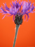 Centaurea Montana (Perennial Cornflower) Photographie par Steven Knights