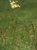 Meadowsweet, Summer Fotografisk trykk av David Boag Meadowsweet, Summer Fotografisk trykk av David Boag