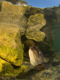 Longfin Eel, New Zealand Photographie par Tobias Bernhard