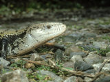 New Guinea Blue Tongue Skink, Female, Indonesia Fotografisk trykk av Andrew Bee