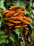 Flammulina Velutipes (Velvet Shank), Fungi Growing on Tree Trunk with Ivy Lámina fotográfica por Susie Mccaffrey Flammulina Velutipes (Velvet Shank), Fungi Growing on Tree Trunk with Ivy Lámina fotográfica por Susie Mccaffrey