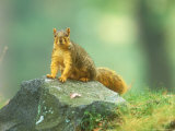 Fox Squirrel on Rock Looking at Camera, Michigan Fotografisk trykk av David Boag Fox Squirrel on Rock Looking at Camera, Michigan Fotografisk trykk av David Boag