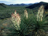 Yucca, Chihuahua Desert, USA Photographic Print by Olaf Broders