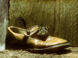 House Mouse in Shoe Fotografisk trykk av David Boag House Mouse in Shoe Fotografisk trykk av David Boag