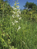 Greater Butterfly Orchid Fotografisk trykk av David Boag Greater Butterfly Orchid Fotografisk trykk av David Boag