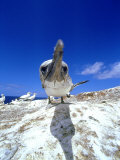 Australian Gannet, Juvenile, New Zealand Photographie par Tobias Bernhard