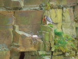 Peregrine Falcon at Nest with Prey for Young Fotografisk trykk av David Boag Peregrine Falcon at Nest with Prey for Young Fotografisk trykk av David Boag