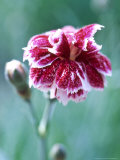 Dianthus Whatfield Gem Lámina fotográfica por Lynn Keddie Dianthus Whatfield Gem Lámina fotográfica por Lynn Keddie