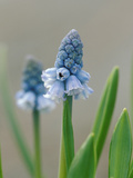 Grape Hyacinth Lámina fotográfica por Lynn Keddie Grape Hyacinth Lámina fotográfica por Lynn Keddie
