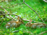 Rabbits, Pair Photographic Print by David Boag