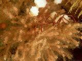Sea Spider in Bryozoans, New Zealand Lámina fotográfica por Tobias Bernhard Sea Spider in Bryozoans, New Zealand Lámina fotográfica por Tobias Bernhard