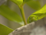 Green Gecko, New Zealand Photographic Print by Tobias Bernhard