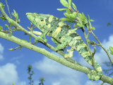 Mellers Chameleon, Tanzania Lámina fotográfica por Andrew Bee Mellers Chameleon, Tanzania Lámina fotográfica por Andrew Bee