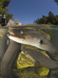 Longfin Eels, New Zealand Photographie par Tobias Bernhard