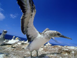 Australian Gannet, Juvenile, New Zealand Photographic Print by Tobias Bernhard