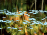 Water-Lily Leaf, USA Photographic Print by Olaf Broders