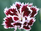 Dianthus Mendlesham Minx Lámina fotográfica por Lynn Keddie Dianthus Mendlesham Minx Lámina fotográfica por Lynn Keddie