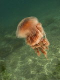 Jellyfish, New Zealand Lámina fotográfica por Tobias Bernhard