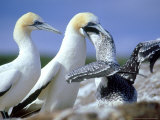 Australian Gannet, Feeding Chick, New Zealand Photographic Print by Tobias Bernhard
