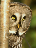 Great Grey Owl, Female Portrait, Scotland Stampa fotografica di Niall Benvie Great Grey Owl, Female Portrait, Scotland Stampa fotografica di Niall Benvie