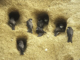 Sand Martins at Nest Holes, Summer Fotografisk trykk av David Boag Sand Martins at Nest Holes, Summer Fotografisk trykk av David Boag