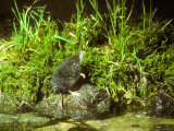 Water Shrew, Hunting Lámina fotográfica por David Boag