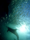 Common Dolphin, Hunting, South Africa Photographic Print by Tobias Bernhard
