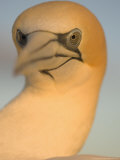 Australian Gannet, Portrait, New Zealand Photographie par Tobias Bernhard