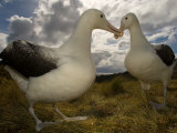 Royal Albatross, Sub Antarctic Photographie par Tobias Bernhard