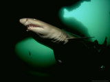 Ragged Tooth Shark, South Africa Photographie par Tobias Bernhard