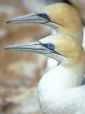 Australian Gannet, Pair, New Zealand Photographie par Tobias Bernhard