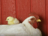 Baby Chicken Sitting on Top of Rooster Photographic Print by Alan And Sandy Carey