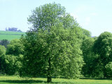 Horse Chestnut in Spring, UK Photographic Print by Mike England