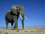 African Elephant, Bull, Kenya Photographie par Martyn Colbeck