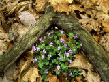 Blue Violets, Great Smoky Mountains National Park, TN Lámina fotográfica por Willard Clay Blue Violets, Great Smoky Mountains National Park, TN Lámina fotográfica por Willard Clay