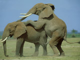 African Elephant, Male Mounting Male, Kenya Photographie par Martyn Colbeck