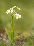 A Yellow Variation of the Marsh Helleborine, UK Lámina fotográfica por David Clapp A Yellow Variation of the Marsh Helleborine, UK Lámina fotográfica por David Clapp