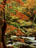 Fall Colour Along Middle Prong of Little River, USA Photographic Print by Willard Clay