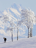 Chamois on Snowy Hillside with Mountain Background, Switzerland Photographic Print by David Courtenay