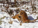 Mountain Lion, Male Courting Female, Rocky Mountains Photographic Print by Daniel J. Cox